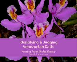 Identifying & Judging Venezuelan Catts: C. lueddemmanniana & C. mossiae
