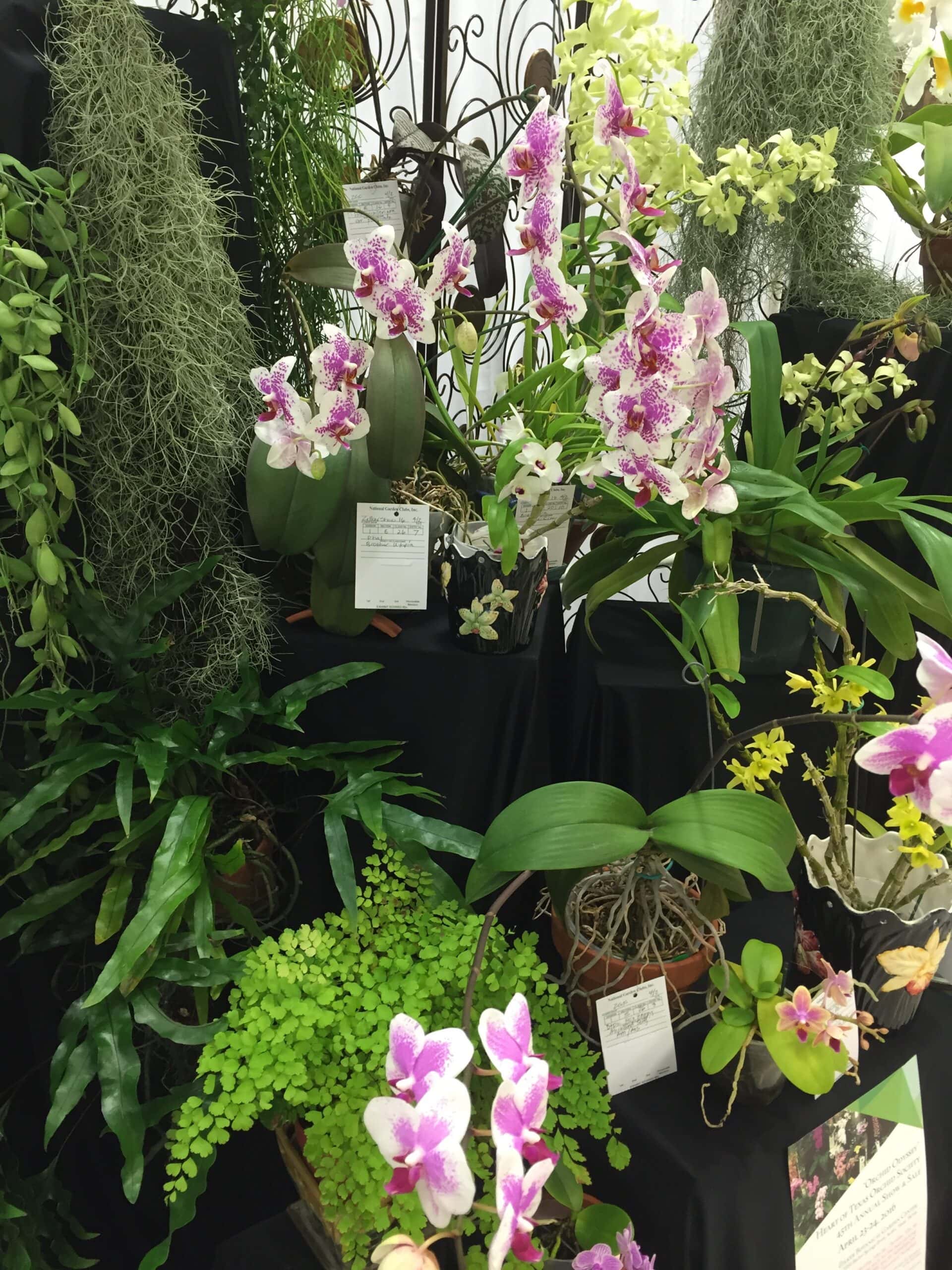 Orchid Moss Garden [SBP1] in Austin TX - Freytag's Northwest Florist